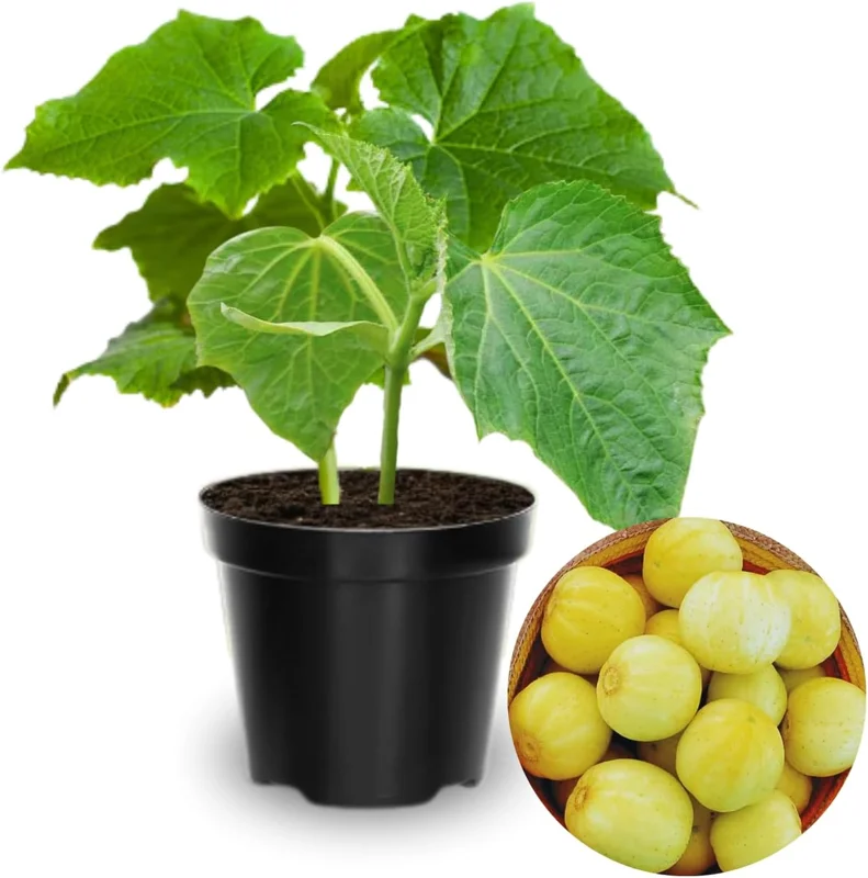 Lemon Cucumber Live Plant, Set of 2, 3-5 Inches, 4 Inch Pot, Outdoor Vegetable - Image 1