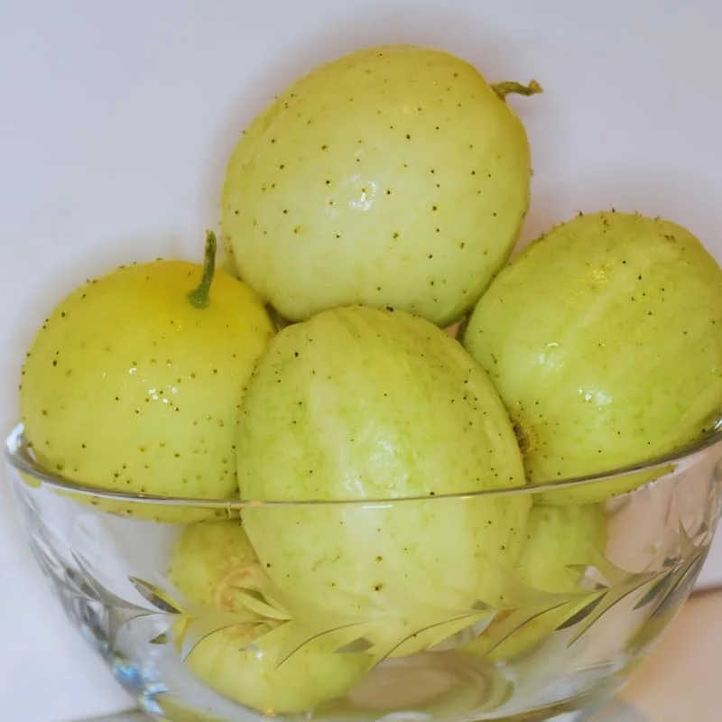 Lemon Cucumber Live Plants – Set of 2, Heirloom Vegetable, 4 Inch Pot - Image 2