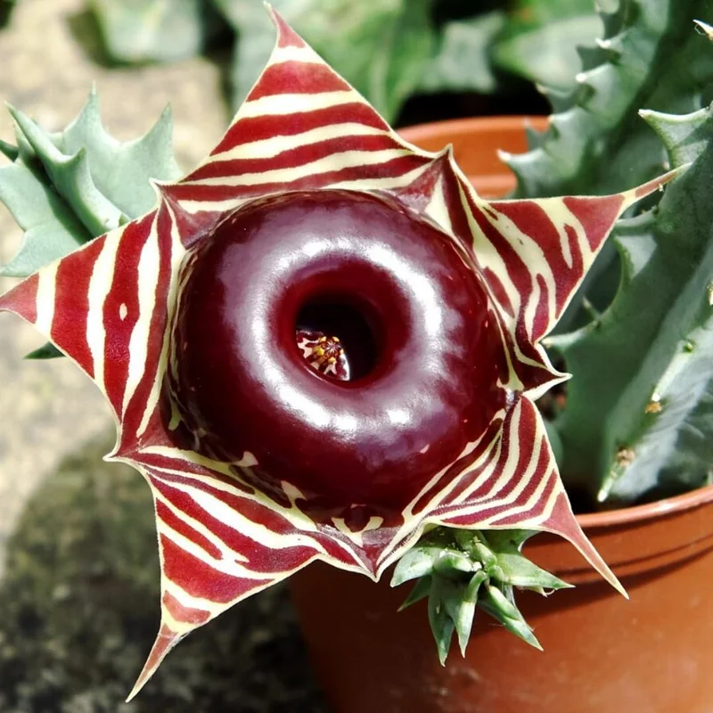 Lifesaver Starfish Cactus Live Plant - Orbea variegata - Trailing Succulent in 2" Pot - Indoor/Outdoor - Image 1