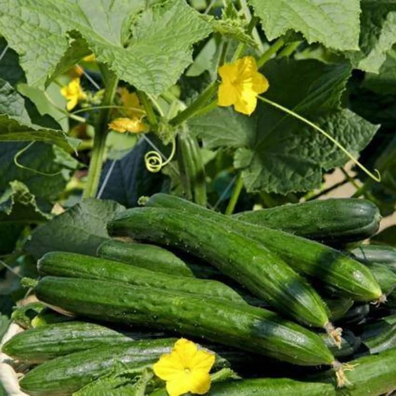 Live Cucumber Plants, 2-Pack, 4-7 Inches Tall, Vegetable Garden Starters, Outdoor - Image 2
