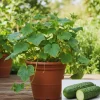 Live Cucumber Plants, 2-Pack, 4-7 Inches Tall, Vegetable Garden Starters, Outdoor - Image 1