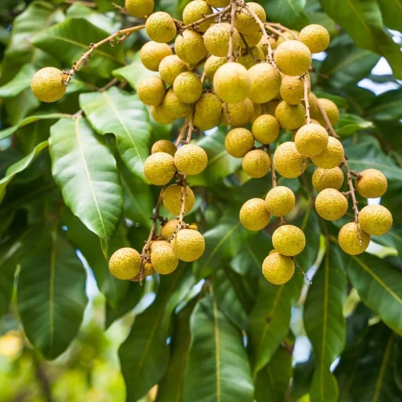 Longan Fruit Tree Live Plant – Tropical Fruit Tree, 5-9 Inch Tall Starter Plant - Image 2