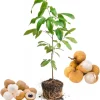 Longan Fruit Tree Live Plant – Tropical Fruit Tree, 5-9 Inch Tall Starter Plant - Image 1