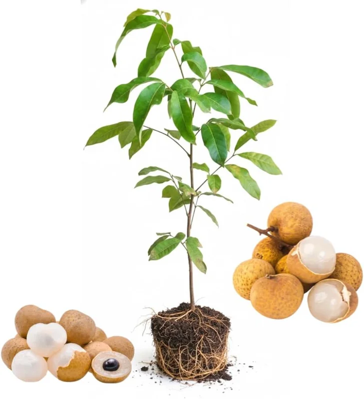 Longan Fruit Tree Live Plant – Tropical Fruit Tree, 5-9 Inch Tall Starter Plant - Image 1