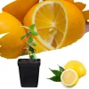 Meyer Lemon Tree Live Plant - 2-3 Inch Potted Seedling, Tropical Fruit - Image 1