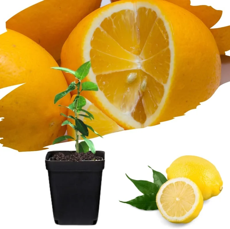 Meyer Lemon Tree Live Plant - 2-3 Inch Potted Seedling, Tropical Fruit - Image 1