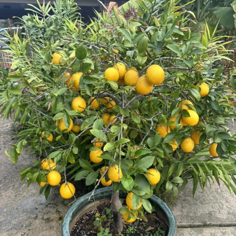 Meyer Lemon Tree Live Plant - 2-3 Inch Potted Seedling, Tropical Fruit - Image 2