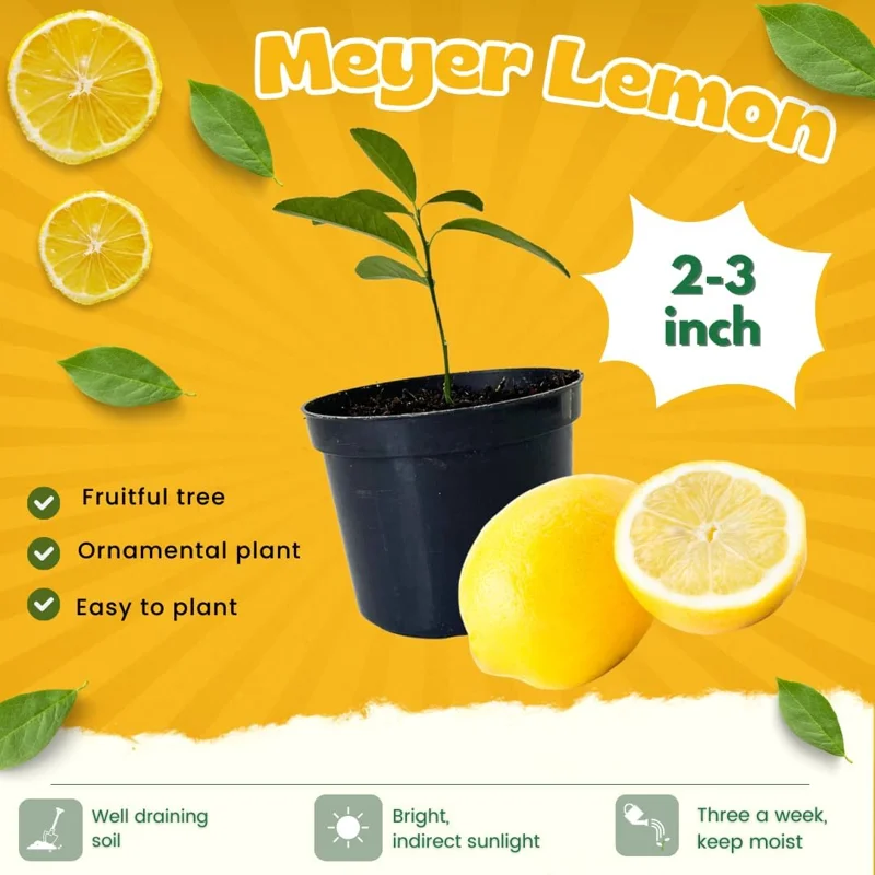 Meyer Lemon Tree Live Plant - 2-3 Inch Potted Seedling, Tropical Fruit - Image 3