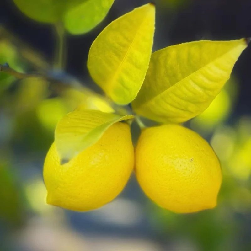 Meyer Lemon Tree Live Plant - 2-3 Inch Potted Seedling, Tropical Fruit - Image 5