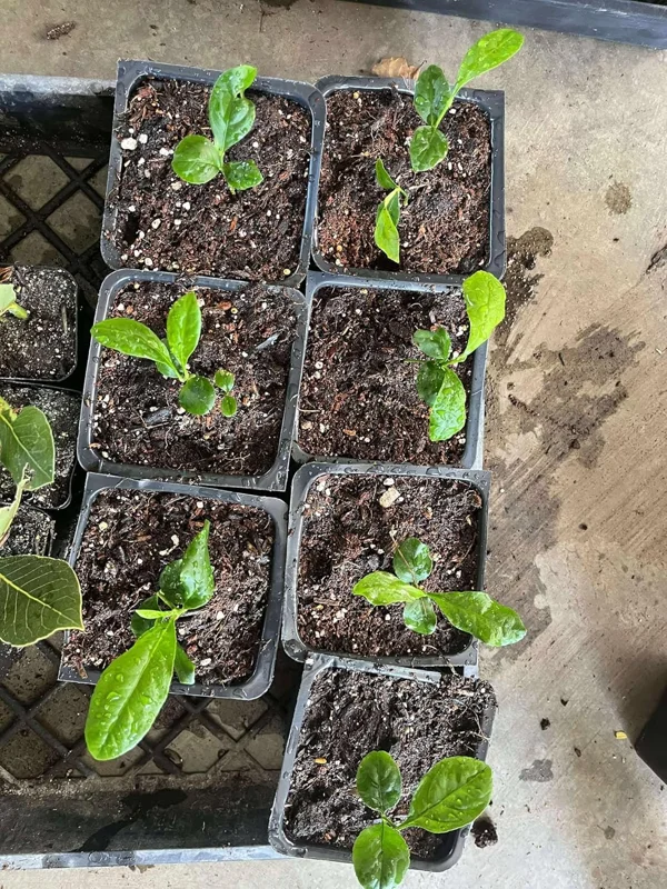 Meyer Lemon Tree Live Plant - 2-3 Inch Potted Seedling, Tropical Fruit - Image 8