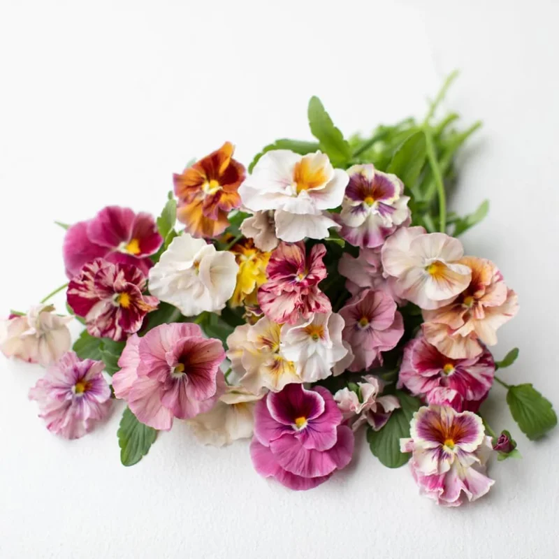 Mix Pansy Live Plant - Multicolor Flowers for Garden & Containers, 3-6 Inches, 1 Pot - Image 2