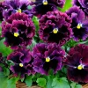 Mix Pansy Live Plant - Multicolor Flowers for Garden & Containers, 3-6 Inches, 1 Pot - Image 1