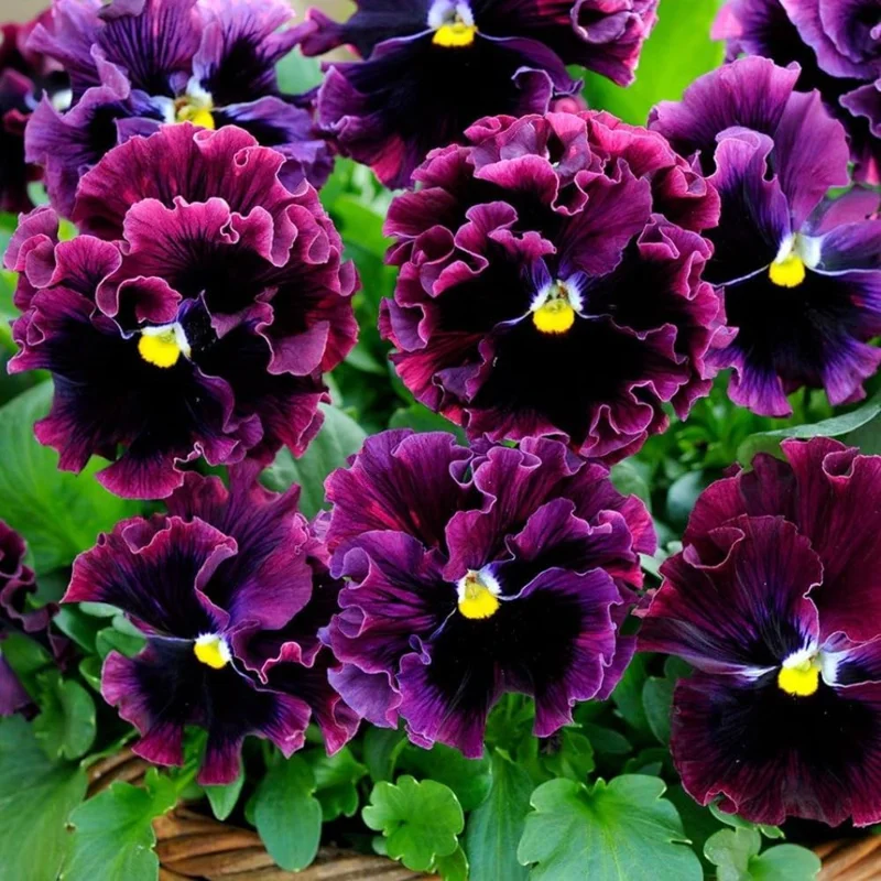 Mix Pansy Live Plant - Multicolor Flowers for Garden & Containers, 3-6 Inches, 1 Pot - Image 1