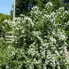 Mock Orange Bush Live Plant, Philadelphus Shrub, Sweet Fragrant, 5-8 Inch Tall, Outdoor - Image 1