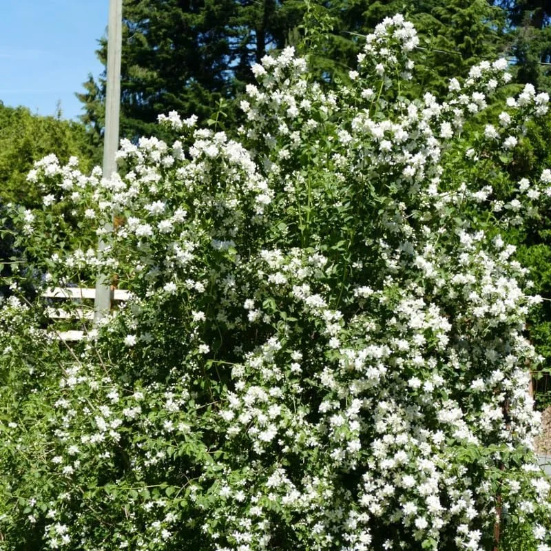 Mock Orange Bush Live Plant, Philadelphus Shrub, Sweet Fragrant, 5-8 Inch Tall, Outdoor - Image 1