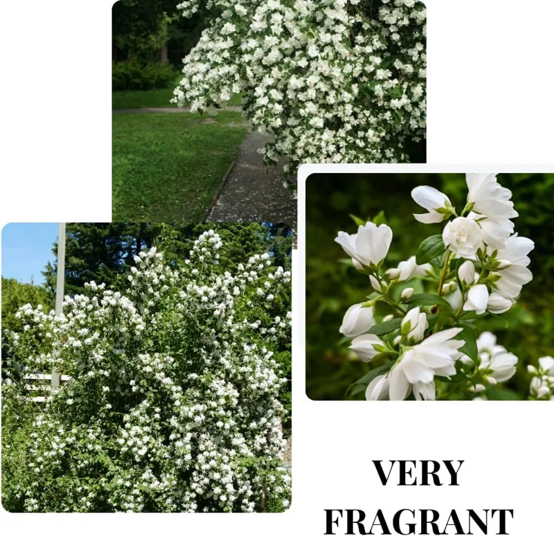 Mock Orange Bush Live Plant, Philadelphus Shrub, Sweet Fragrant, 5-8 Inch Tall, Outdoor - Image 2