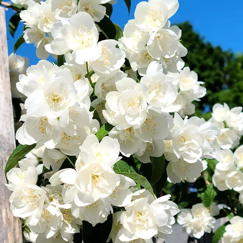 Mock Orange Bush Live Plant, Philadelphus Shrub, Sweet Fragrant, 5-8 Inch Tall, Outdoor - Image 3