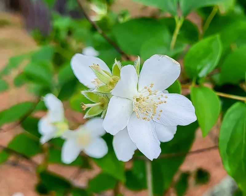 Mock Orange Bush Live Plant, Philadelphus Shrub, Sweet Fragrant, 5-8 Inch Tall, Outdoor - Image 4