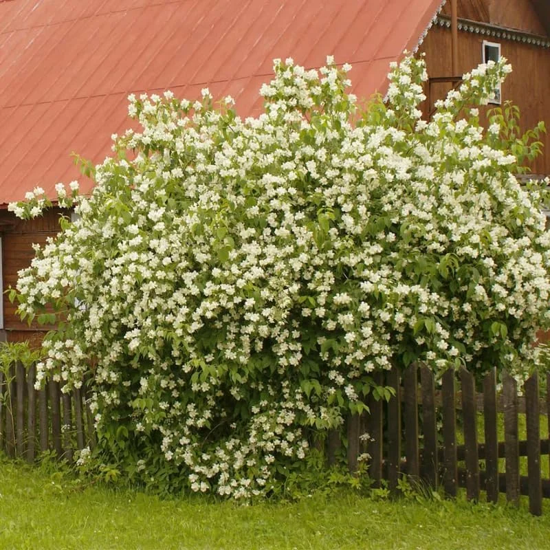 Mock Orange Bush Live Plant, Philadelphus Shrub, Sweet Fragrant, 5-8 Inch Tall, Outdoor - Image 6