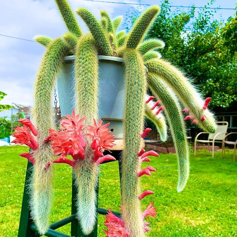 Monkey Tail Cactus Live Plant – Trailing Succulent, 3-6" Tall Bareroot, Indoor/Outdoor - Image 1