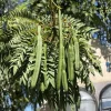 Moringa Live Plant - Moringa Oleifera Tree 6-10'' Tall, 4'' Pot, Outdoor Ready - Image 1