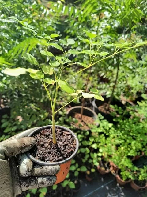 Moringa Oleifera Live Plant 4 inch Potted - Fast Growing Tree for Indoor Outdoor Gardens - Image 2
