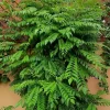 Moringa Oleifera Live Plant 4 inch Potted - Fast Growing Tree for Indoor Outdoor Gardens - Image 1