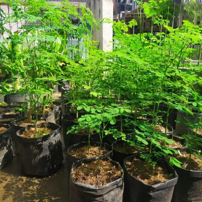 Moringa Oleifera Live Plant – 4 Month Old Malunggay Tree, Well-Rooted in 4x4 Pot, Outdoor - Image 2