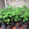 Moringa Oleifera Live Plant – 4 Month Old Malunggay Tree, Well-Rooted in 4x4 Pot, Outdoor - Image 1