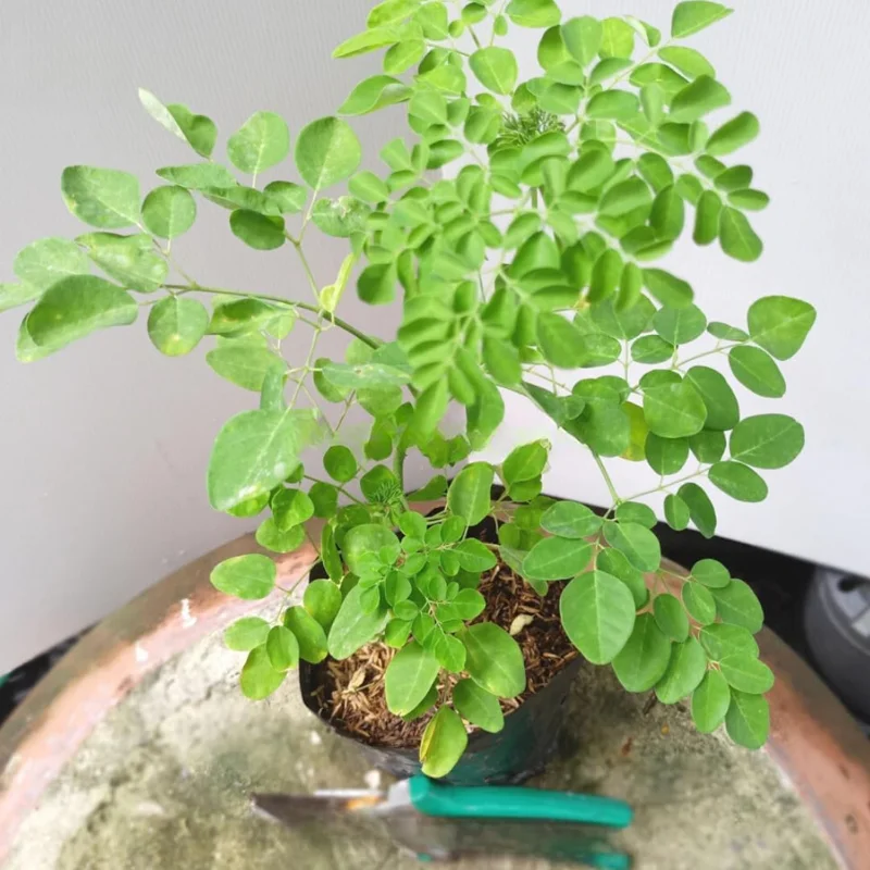 Moringa Oleifera Live Plant - 7-Month-Old Seedling, 6+ Inches Tall, Malunggay Horseradish Drumstick Tree for Zones 9-11 - Image 2