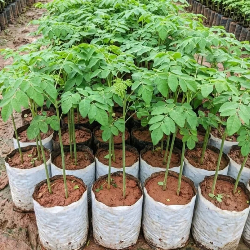 Moringa Oleifera Live Plant - 7-Month-Old Seedling, 6+ Inches Tall, Malunggay Horseradish Drumstick Tree for Zones 9-11 - Image 1