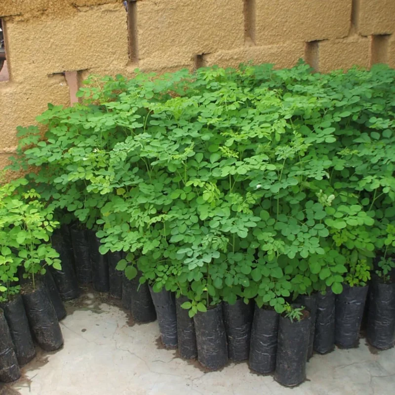 Moringa Oleifera Live Plant - Drumstick Tree in 4" Pot, 6-10" Tall, Full Sun - Image 2