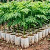 Moringa Oleifera Live Plant - Drumstick Tree in 4" Pot, 6-10" Tall, Full Sun - Image 1