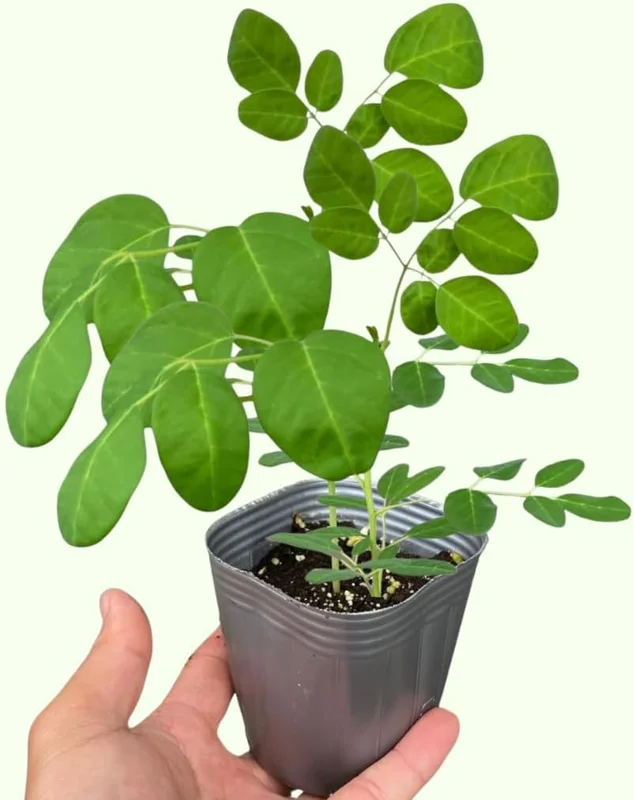 Moringa Oleifera Live Plant - Malunggay Drumstick Tree, 6-8 inch Tall, Potted - Image 3