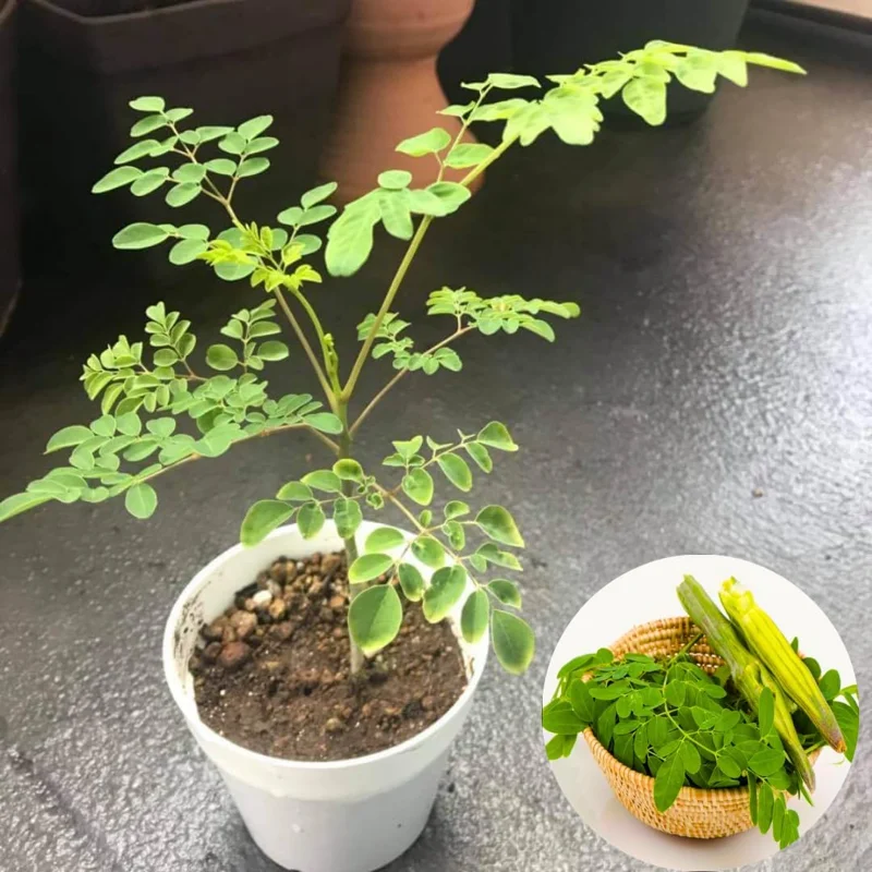 Moringa Oleifera Live Plant - Malunggay Drumstick Tree, 6-8 inch Tall, Potted - Image 4