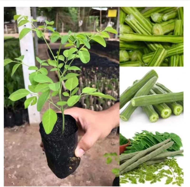 Moringa Oleifera Live Plant - Malunggay Drumstick Tree, 6-8 inch Tall, Potted - Image 5