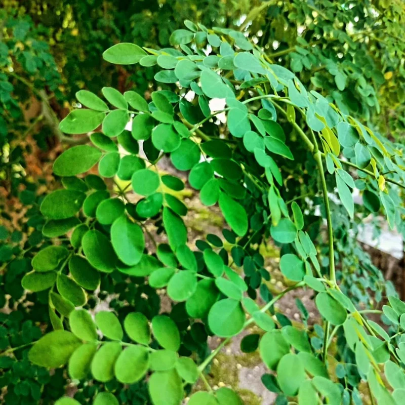 Moringa Oleifera Live Plant - Malunggay Drumstick Tree, 6-8 inch Tall, Potted - Image 1