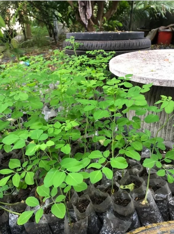 Moringa Oleifera Live Plant - Malunggay Drumstick Tree, 6-8 inch Tall, Potted - Image 7