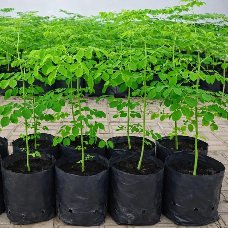 Moringa Tree Live Plant (2-Pack), Moringa Oleifera, 6-10" Tall in 4" Pot, Edible Superfood, Indoor/Outdoor - Image 2