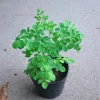 Moringa Tree Live Plant (2-Pack), Moringa Oleifera, 6-10" Tall in 4" Pot, Edible Superfood, Indoor/Outdoor - Image 1