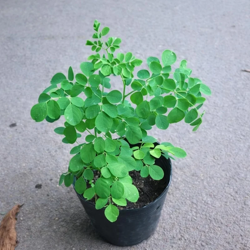 Moringa Tree Live Plant (2-Pack), Moringa Oleifera, 6-10" Tall in 4" Pot, Edible Superfood, Indoor/Outdoor - Image 1