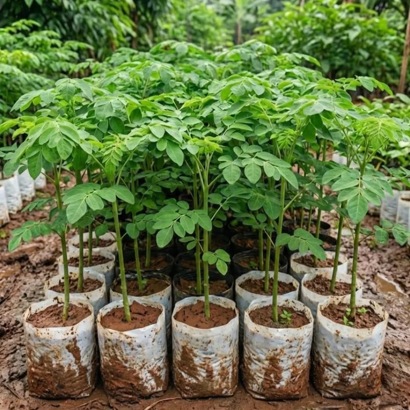 Moringa Tree Live Plant – 4" Pot, 6-10'' Tall – Drumstick Horseradish Oleifera – Outdoor Superfood - Image 1