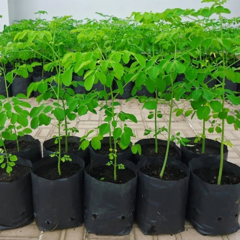 Moringa Tree Live Plant – 4" Pot, 6-10'' Tall – Drumstick Horseradish Oleifera – Outdoor Superfood - Image 2