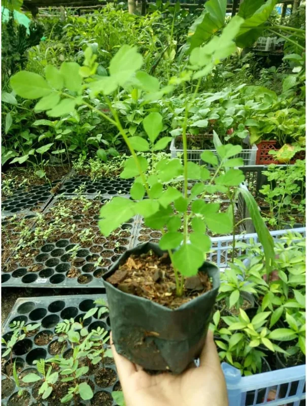 Moringa Tree Live Plant, 6-10" Tall in 4" Pot, Edible Superfood, Outdoor - Image 2