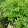 Moringa Tree Live Plant, 6-10" Tall in 4" Pot, Edible Superfood, Outdoor - Image 1