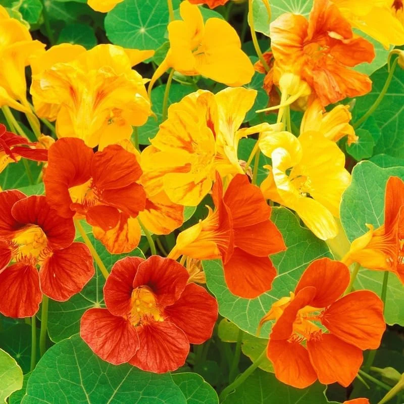 Nasturtium Live Plants, 2-Pack, 4-6 Inches Tall, Trailing Edible Flowers for Garden & Containers - Image 2