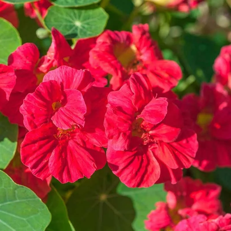 Nasturtium Live Plants, 2-Pack, 4-6 Inches Tall, Trailing Edible Flowers for Garden & Containers - Image 3