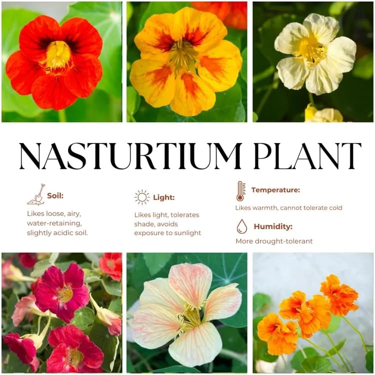 Nasturtium Live Plants, 2-Pack, 4-6 Inches Tall, Trailing Edible Flowers for Garden & Containers - Image 4