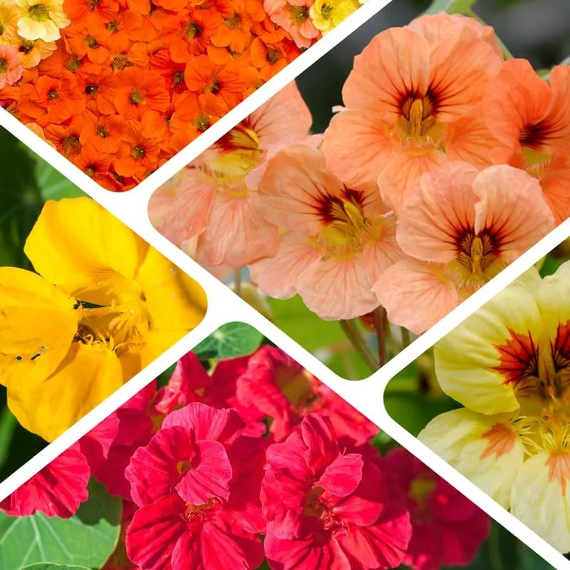 Nasturtium Live Plants, 2-Pack, 4-6 Inches Tall, Trailing Edible Flowers for Garden & Containers - Image 5