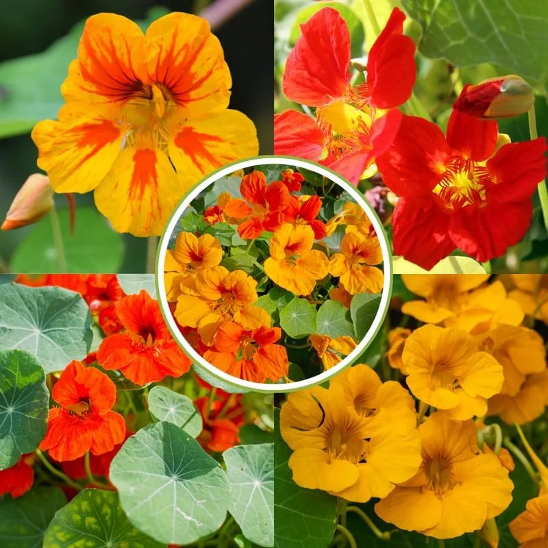 Nasturtium Live Plants, 2-Pack, 4-6 Inches Tall, Trailing Edible Flowers for Garden & Containers - Image 1